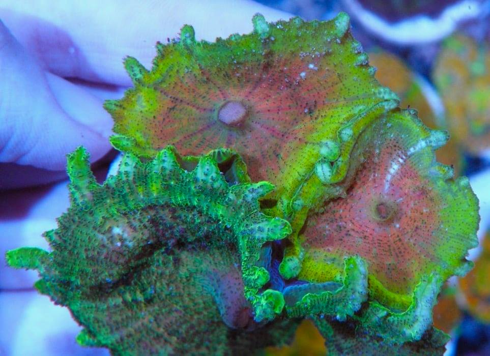 All About Rainbow Neglecta Mushrooms - Reef Gardener