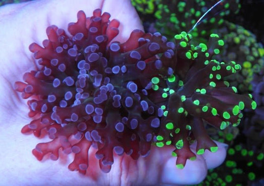 50/50 Split Neon Bicolor and Violet Crystal Frogspawn 2 - Reef Gardener