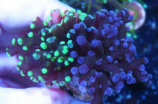 50/50 Split Space Invader and Violet Rose Frogspawn LPS Coral Reef - Reef Gardener