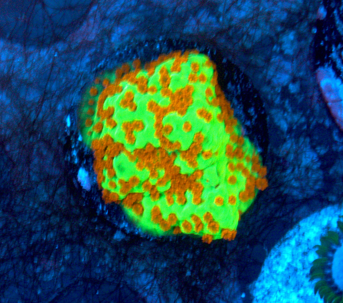 Chilli Pepper Montipora Encrusting SPS Beginner Aquarium
