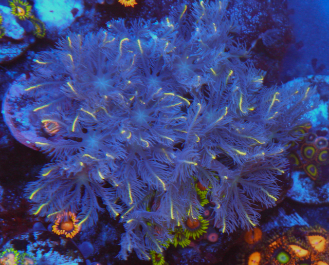Gold Dust Clove Polyps Coral Reef Aquarium