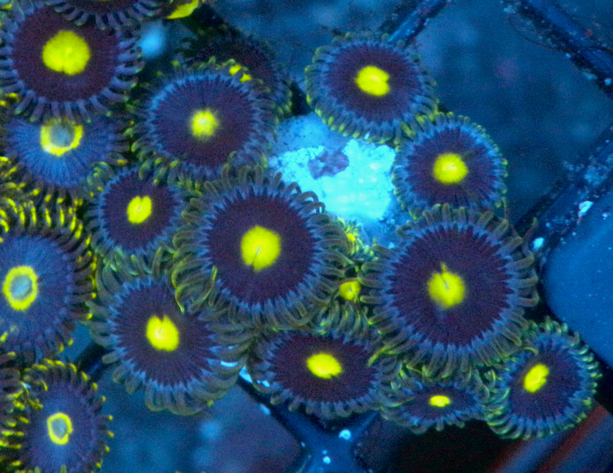 Blue Steel Zoanthids Zoas Coral Reef Aquarium 3