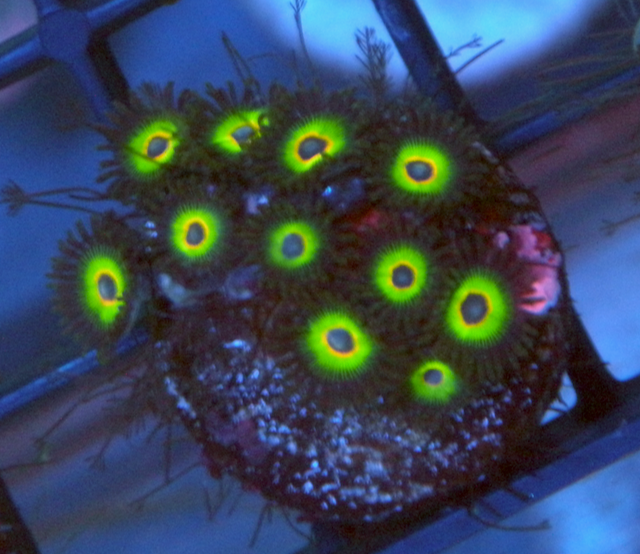 Bob Marley Reverse Rasta Zoanthids Zoas
