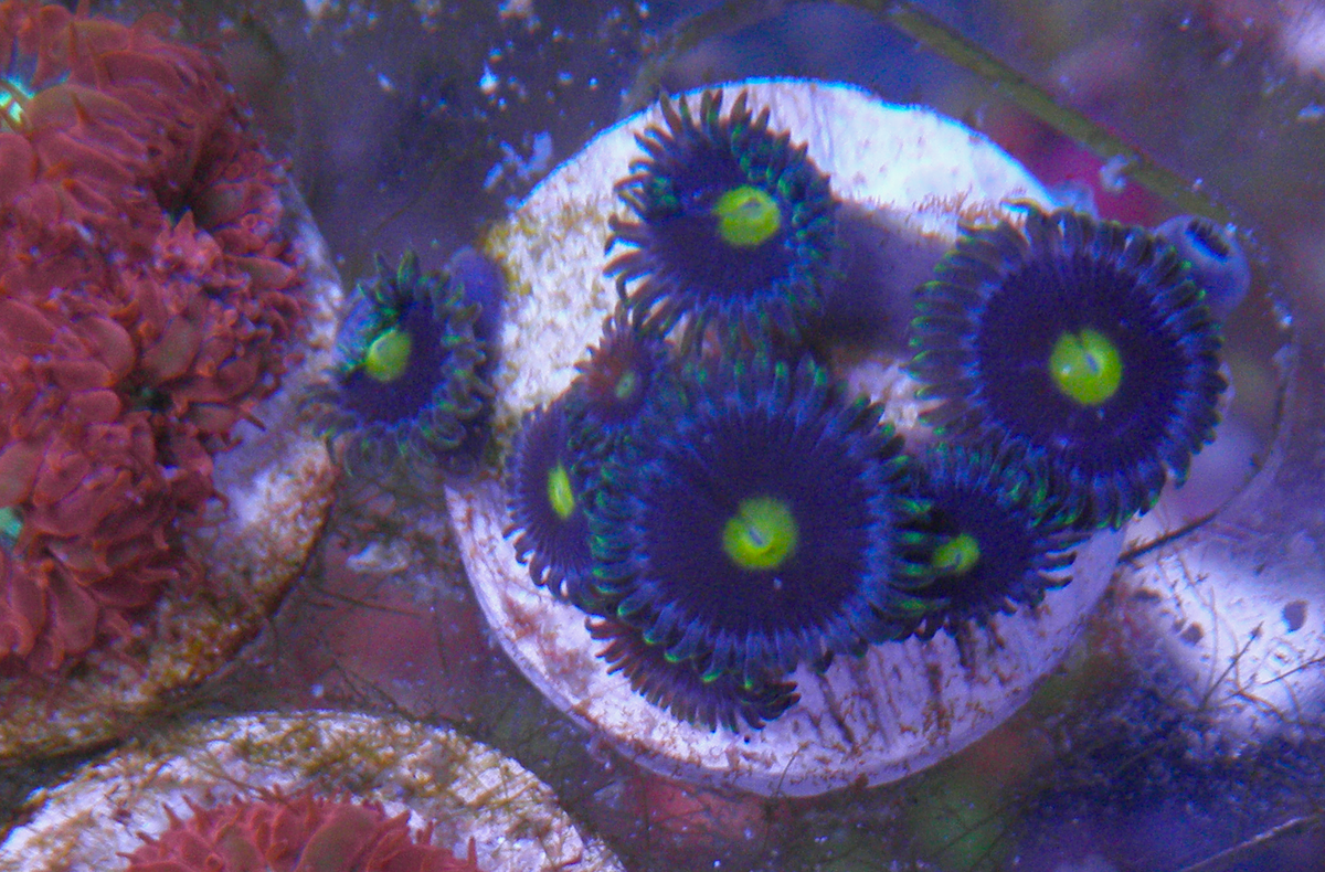 Blue Steel Zoanthids Zoas Coral Reef Aquarium Small