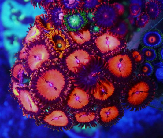 Bloodsucker, Fireball, and Blondie Zoanthids Coral Reef Aquarium