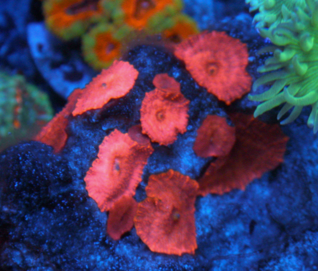 Cherry Red Discosoma Mushrooms Aquarium Coral