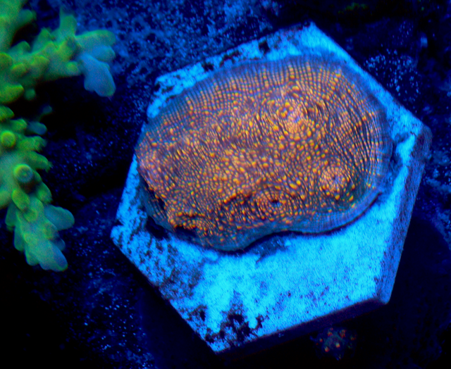 Peach Sky Chalice coral LPS echinophyllia 2