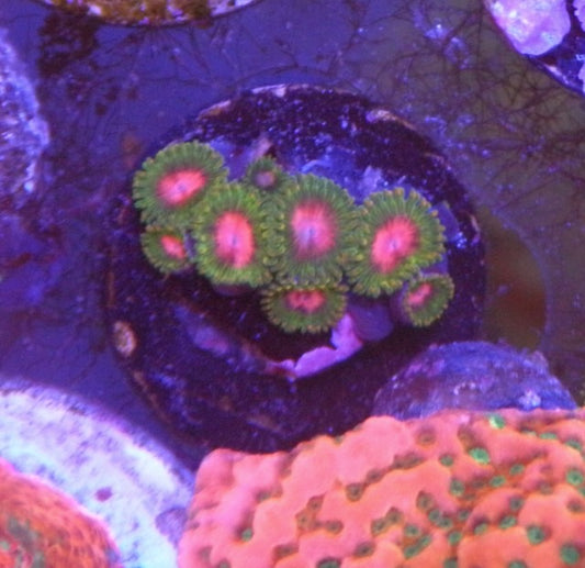 Awesome Blossom Pink Zoanthids Coral Reef Aquarium Saltwater