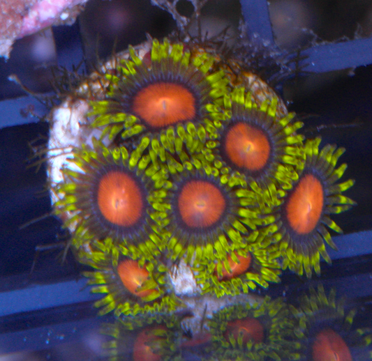 Fiji Dragon Eye Yellow Brick Road Zoanthids Coral Reef Aquarium 2