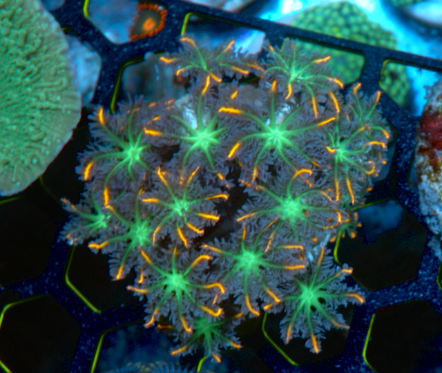 Orange Firework Clove Polyps Zoanthids Reef - Reef Gardener