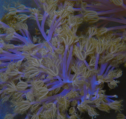 African Cespitularia Violet Xenia Soft Coral Vargas