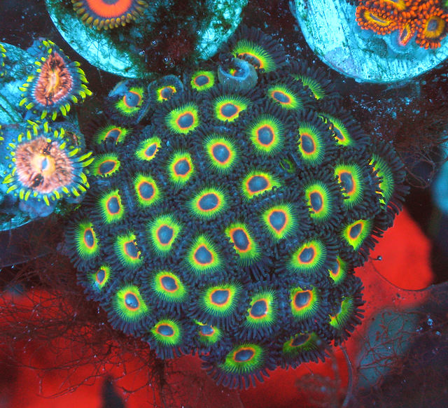 Bob Marley Reverse Rasta Watermelon Zoanthids Zoas 2