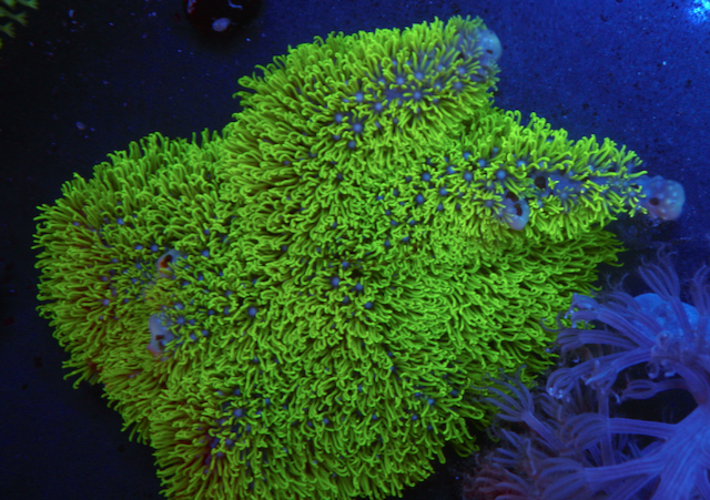 Branching Neon Green Star Polyps Coral Aquarium