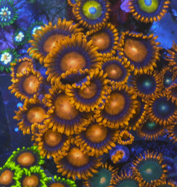 Bambam Orange Zoanthids Coral Reef Aquarium 4