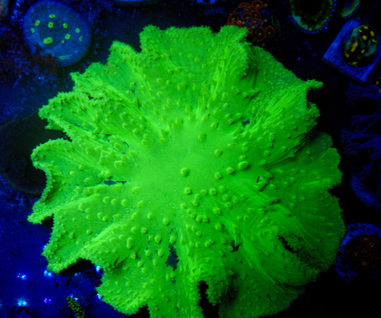 Radioactive Green Cabbage Leather Coral Reef Aquarium