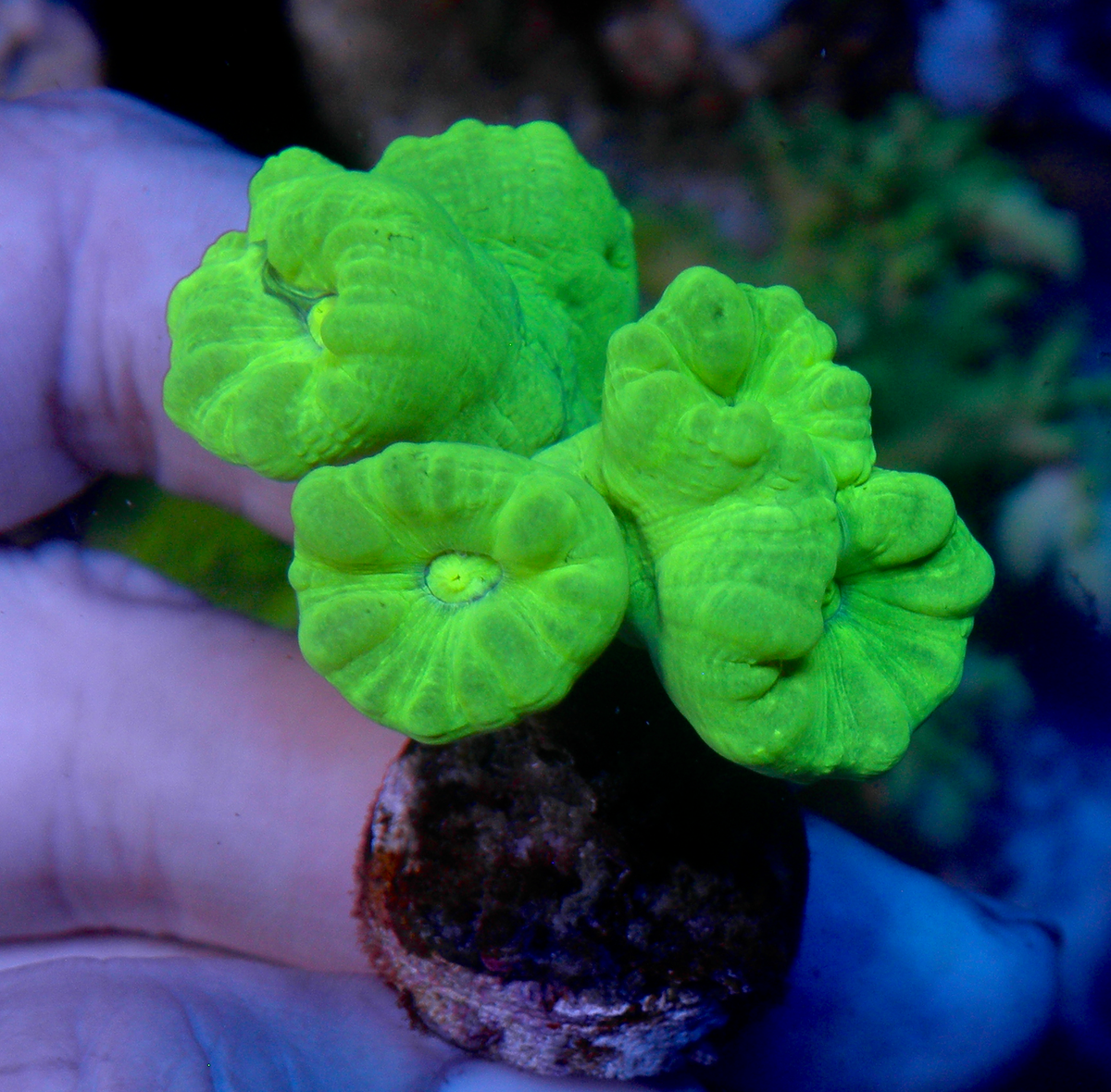 Kryptonite Trumpet LPS Coral Reef Aquarium