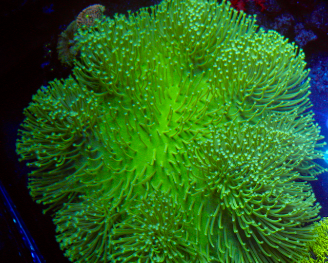 Ultra Toxic Leather Coral Saltwater Aquarium