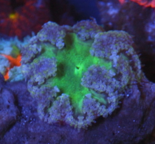 Garden Fairy Flower Rock Anemone Reef Aquarium Saltwater Build Your Own Pack