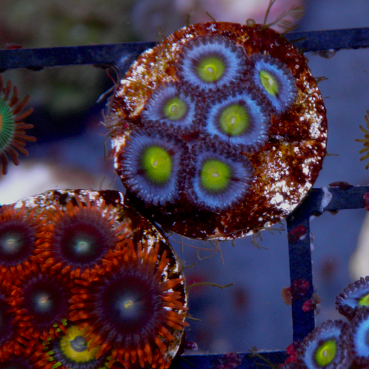 Blue AOI Zoanthids Reef Aquarium Coral Saltwater
