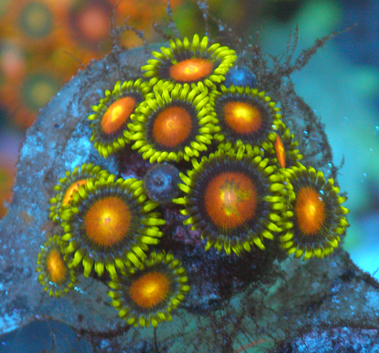 Fiji Dragon Eye Yellow Brick Road Zoanthids Coral Reef Aquarium 2