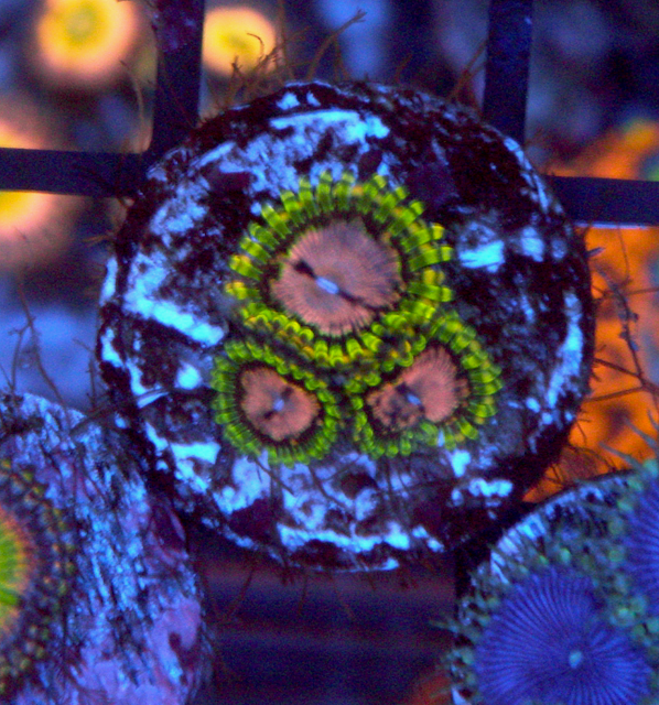 WWC Purple Space Monster Zoanthids Coral