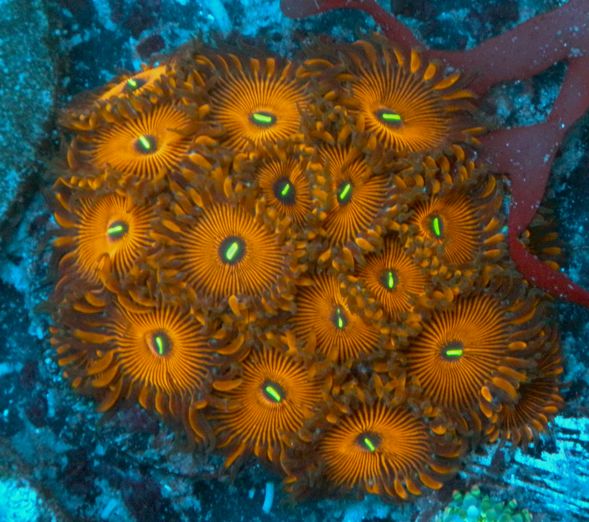 Orange Envy PE Palythoa Zoanthid Coral