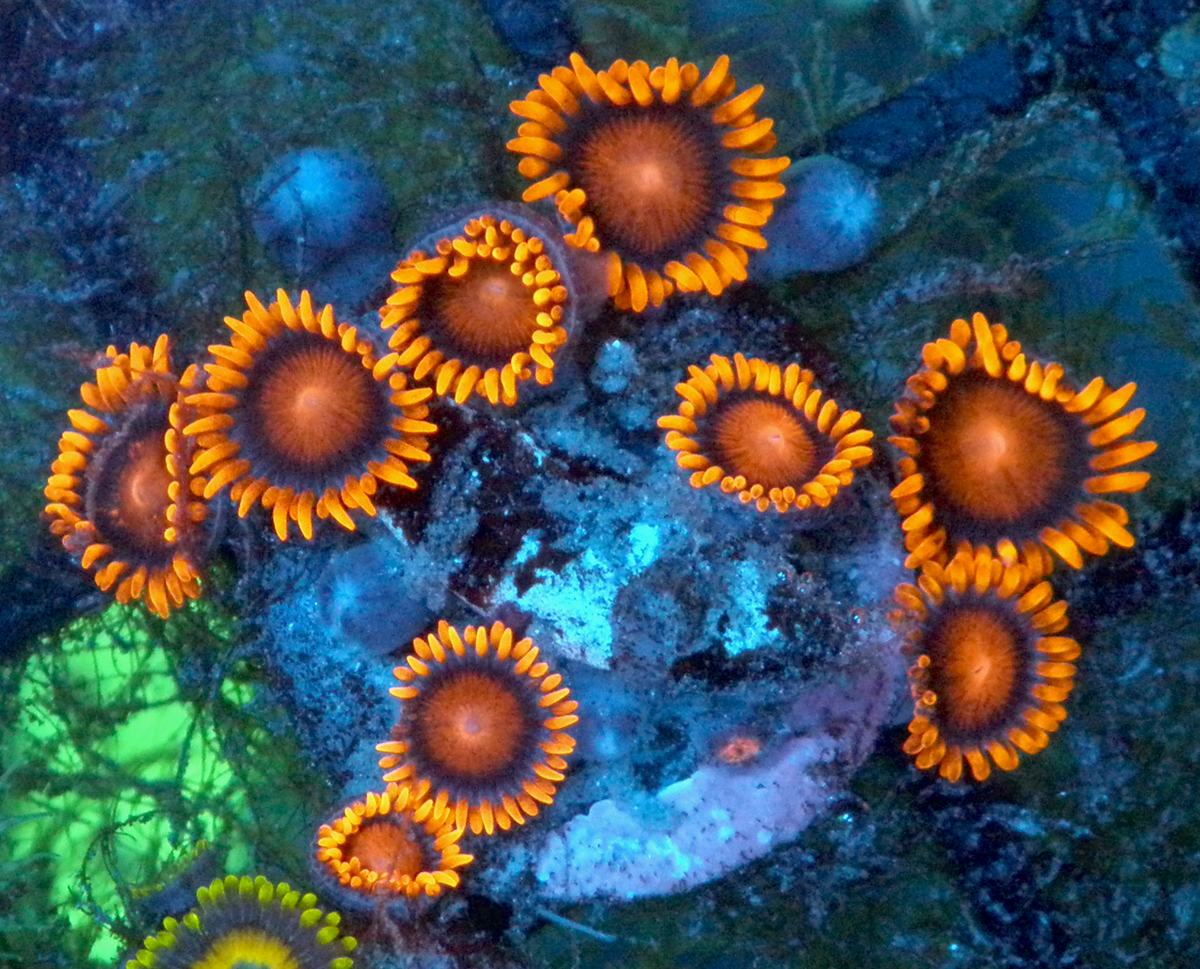 Bambam Orange Zoanthids Coral Reef Aquarium