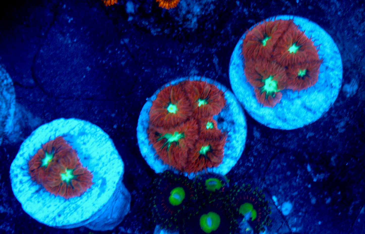 Ruby Mint Blastomussa merletti LPS Coral 2