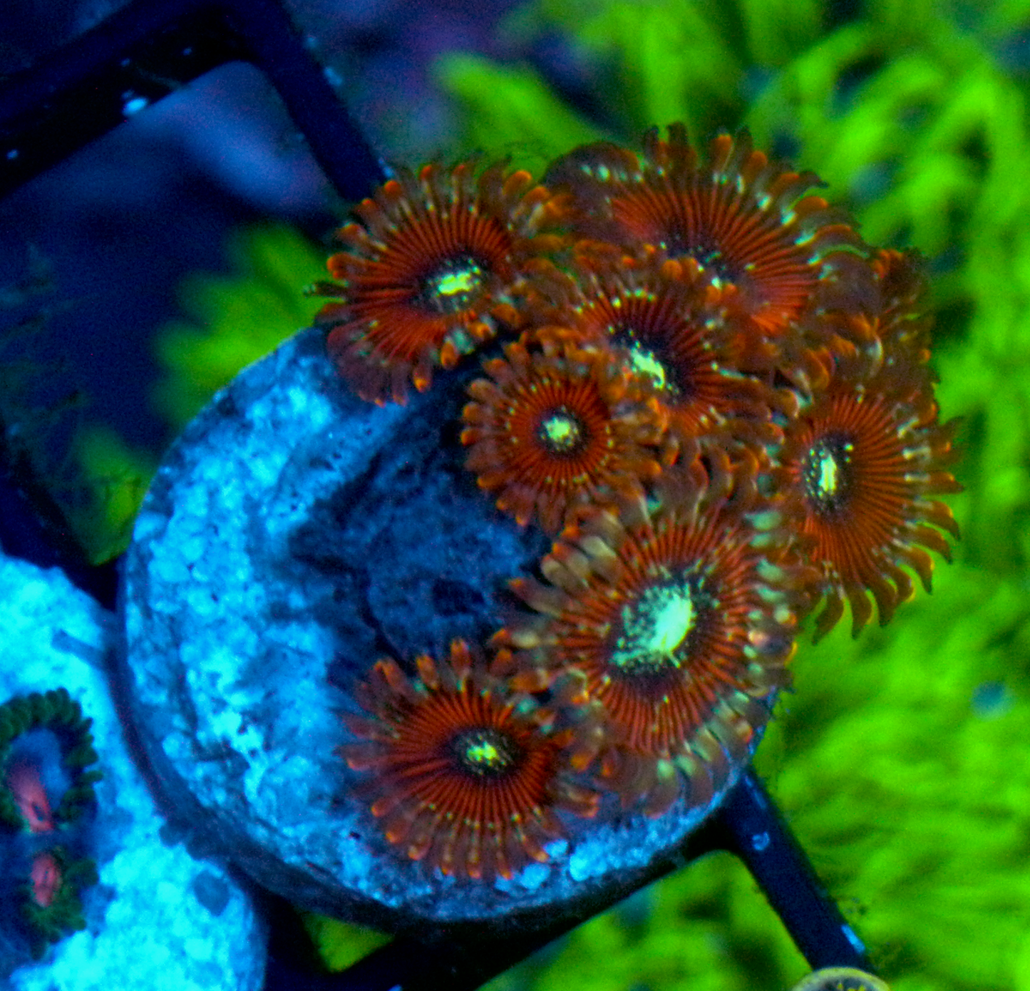 Magician Palythoa Zoanthids Coral Reef Aquarium