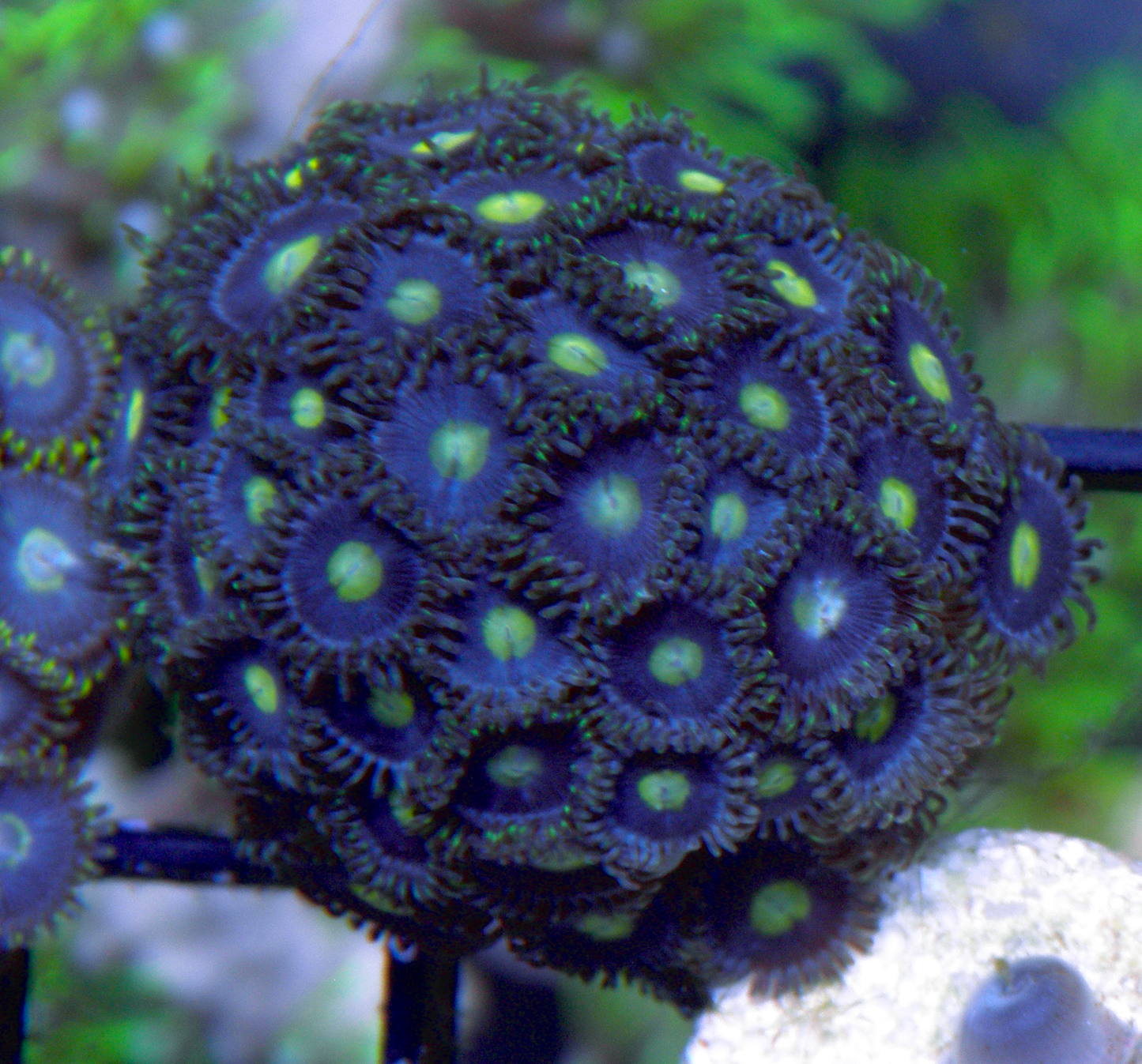 Wolf Moon AOI Zoanthids Coral Reef Aquarium Large