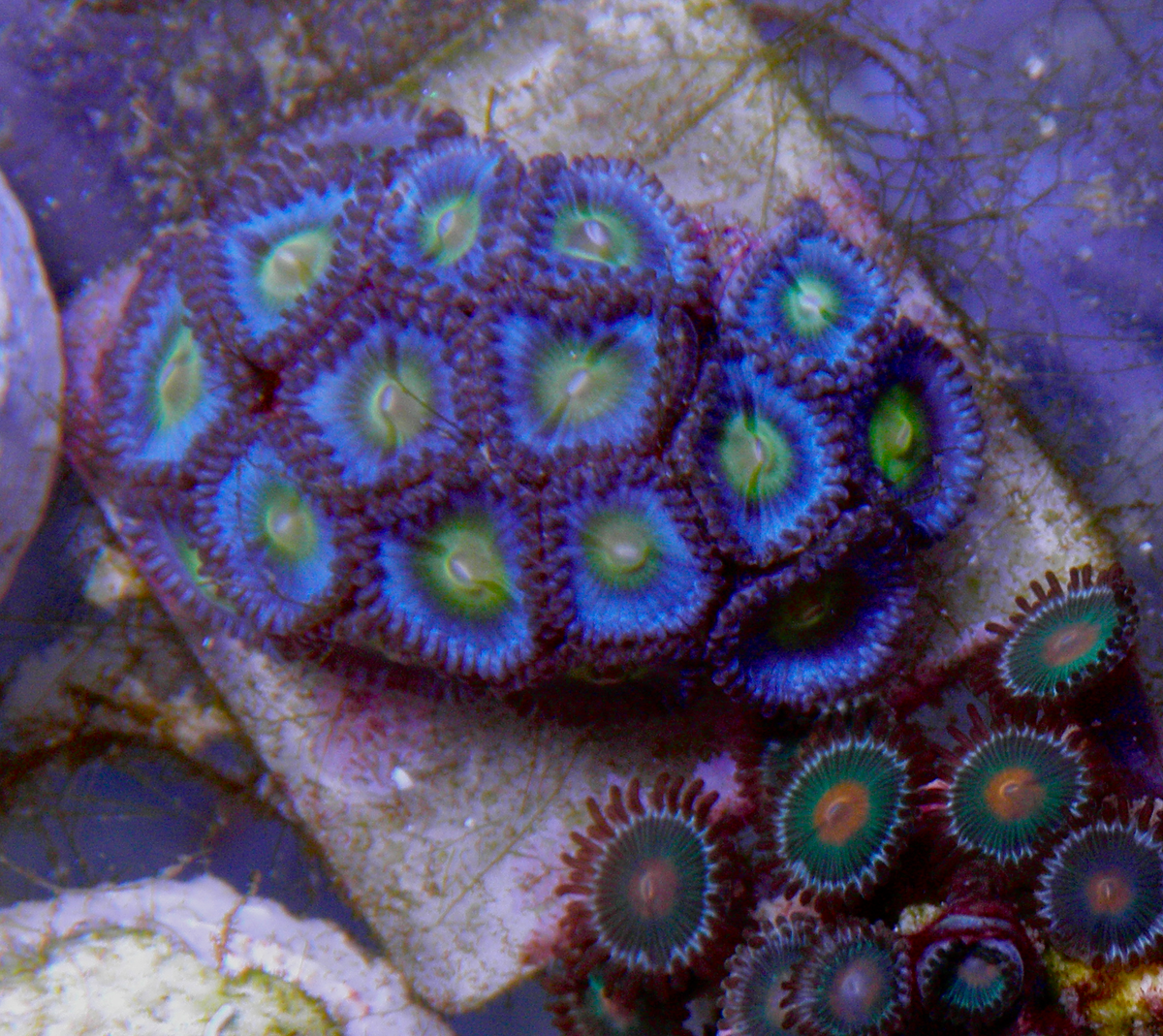 True Blue AOI Zoanthids Coral Reef Aquarium 2