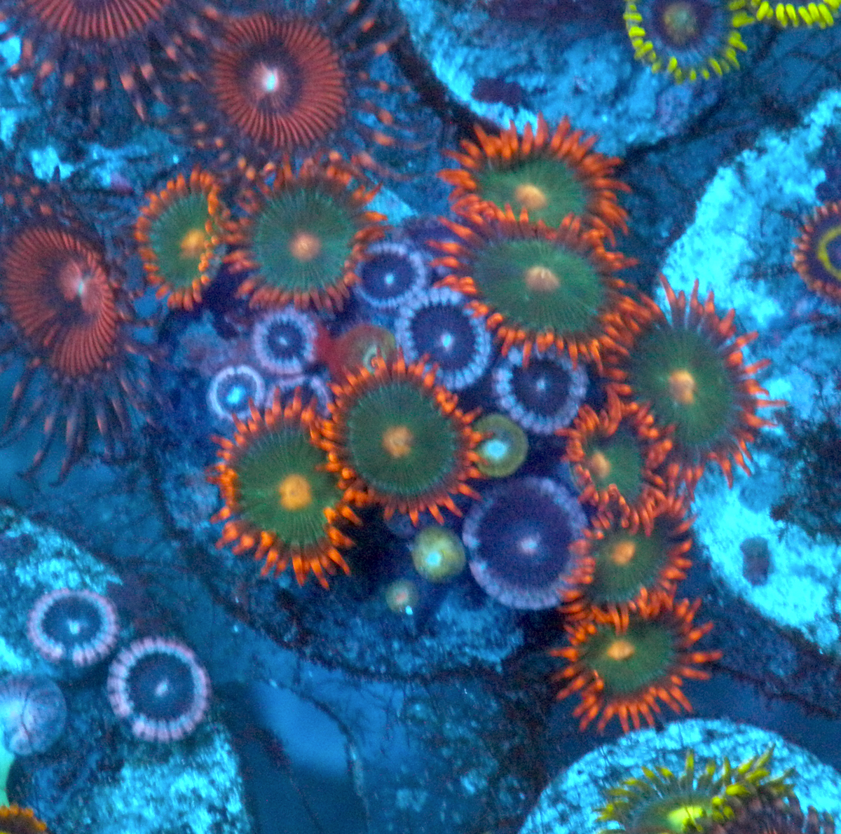 Gatorade Orange Zoanthids Zoas Coral Reef