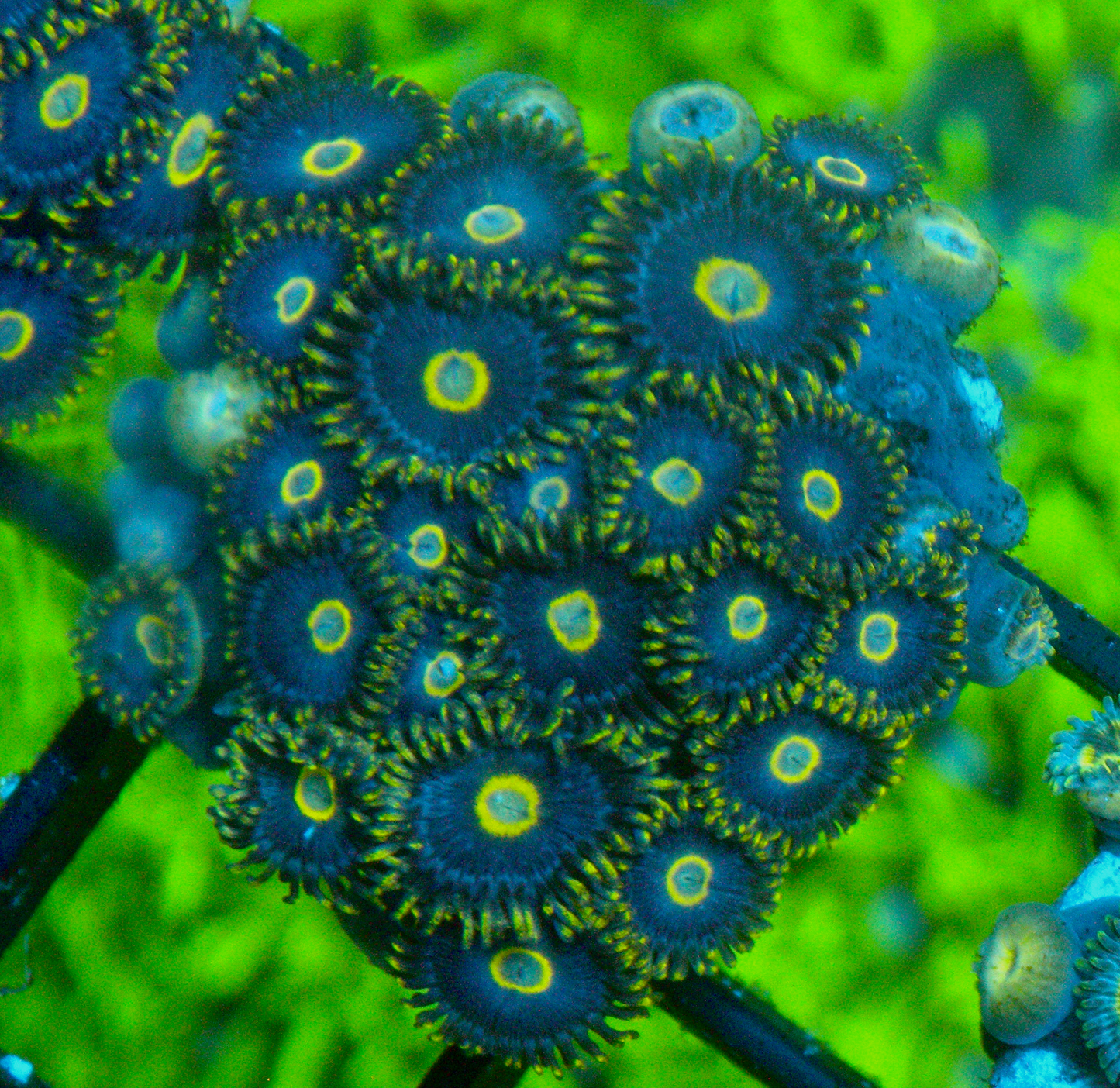 Hyacinth Macaw Vice Blue Zoanthids Zoa Coral Reef Aquarium 2