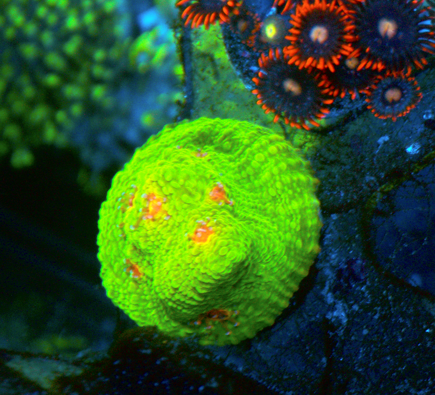 3G Mummy Eye Chalice Coral Reef Aquarium
