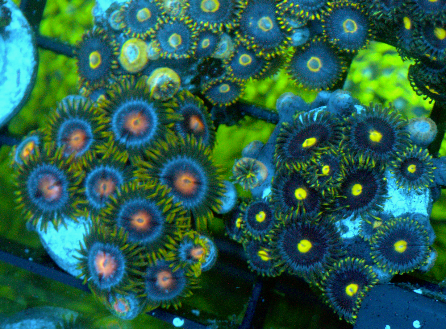 Blowpop Pink Zoanthids Zoa Coral Reef Aquarium 2