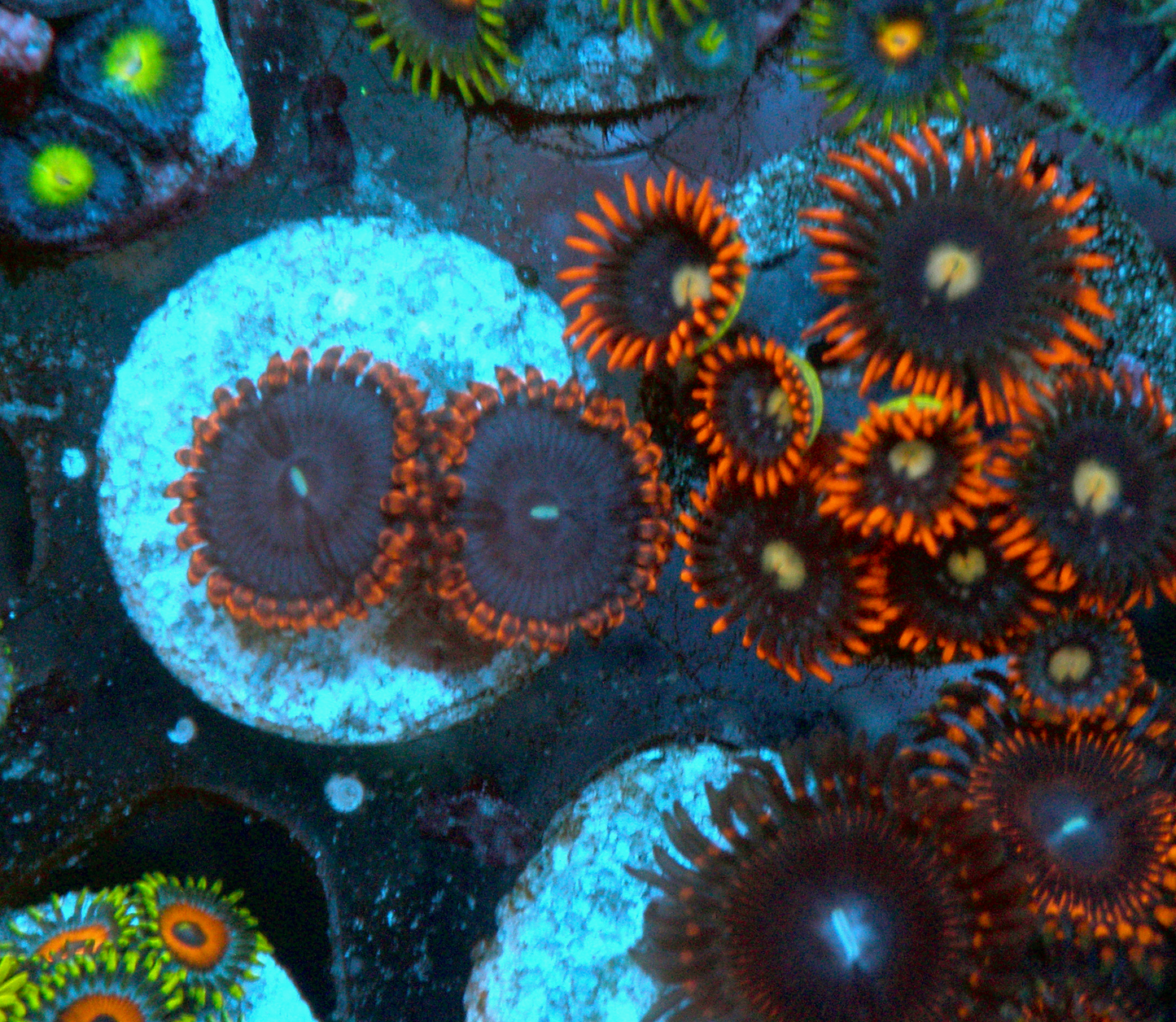 Big Spiderman Zoanthids Coral Reef Nano Aquarium Trio