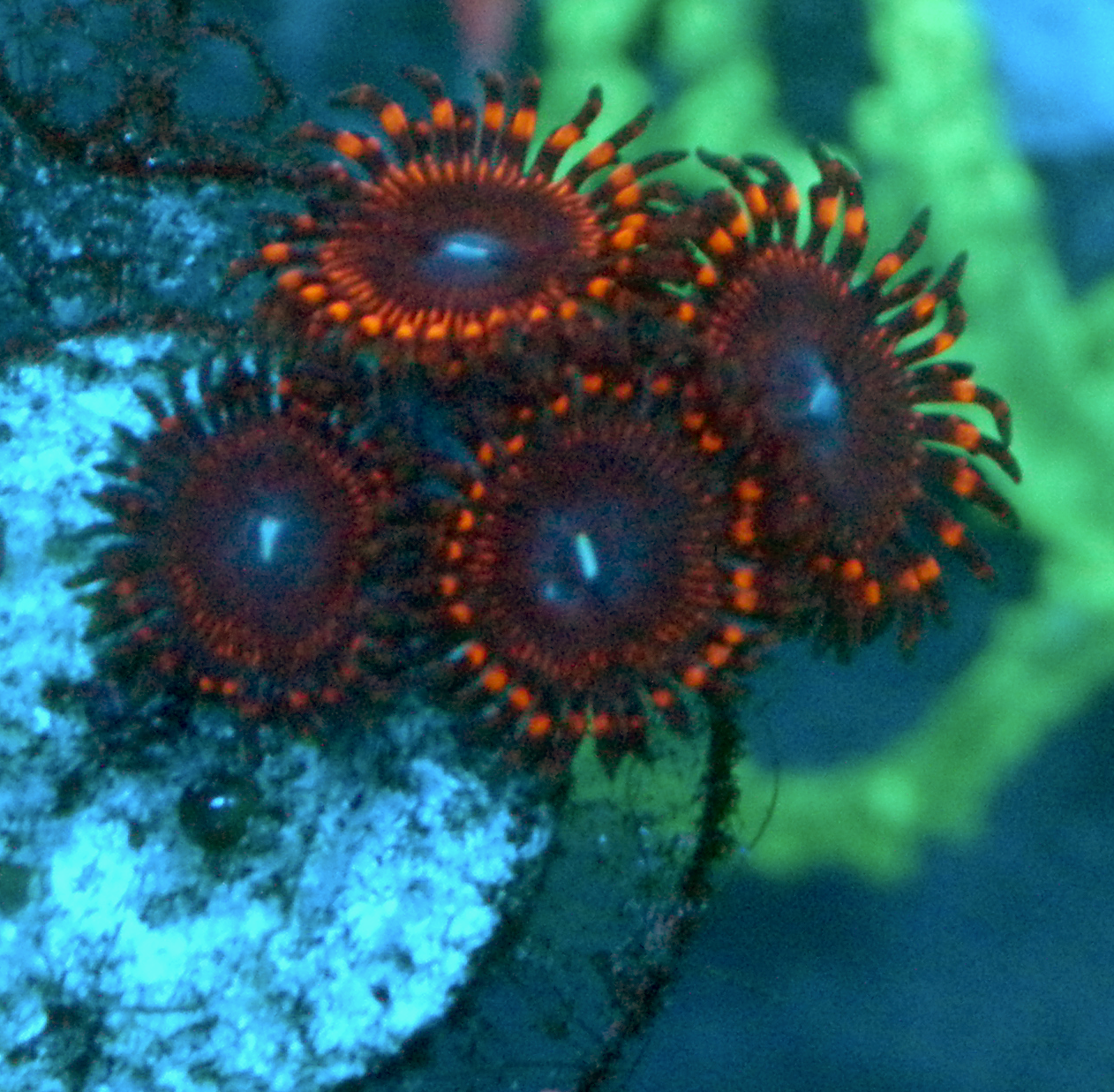 Hot Cherry Bomb Zoanthids Zoa Coral Reef Aquarium