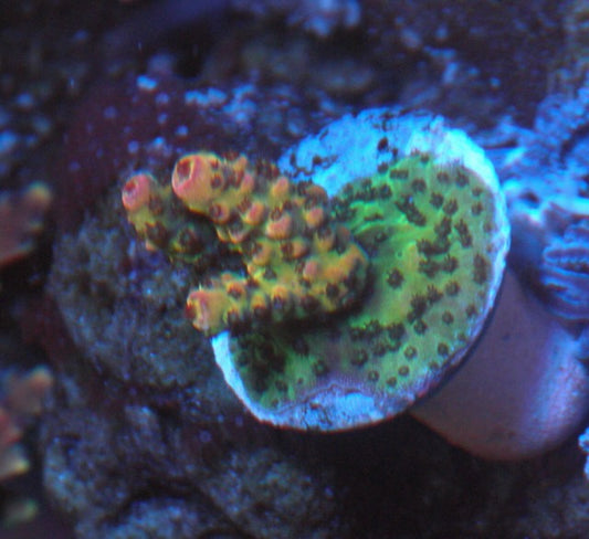 Procoral's Rainbow Acropora SPS Coral Reef Aquarium