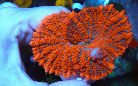Bouncing Forest Fire Orange Rhodactis Mushroom Coral Reef Aquarium