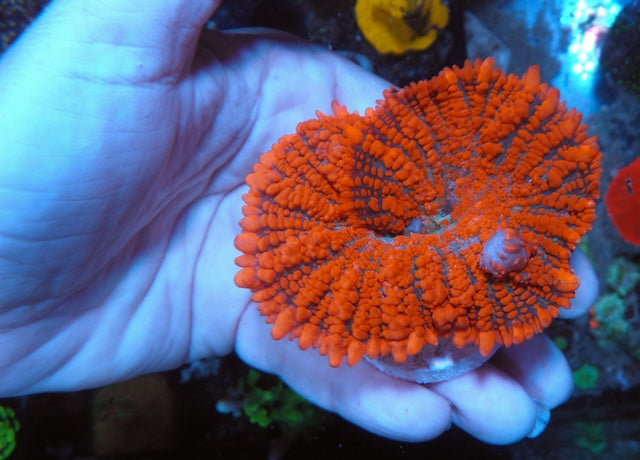 Bouncing Forest Fire Orange Rhodactis Mushroom Coral Reef Aquarium