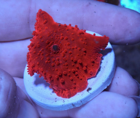 Nuclear Red Discosoma Mushrooms Coral Reef Aquarium Softy Beginner