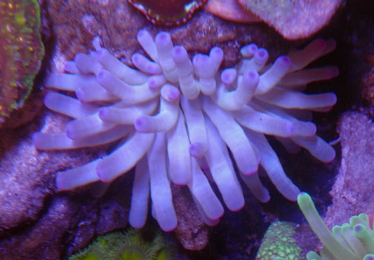 Cream with Purple Tips Condylactis Condy Anemone Softy Coral Reef Aquarium