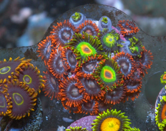 Fireball Orange and Rasta Zoanthids Coral Reef Aquarium Fish Tank