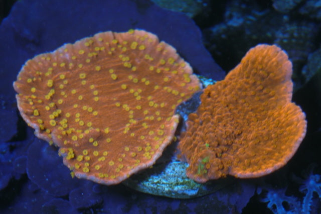 Red Grafted and Starburst Montipora capricornis Combo SPS Coral Reef Aquarium