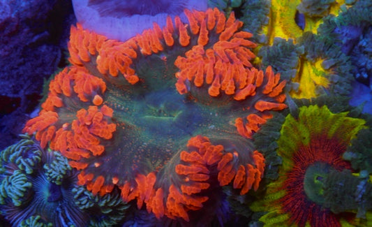 Big Forest Fire Flower Rock Anemone Saltwater Coral Reef Aquarium