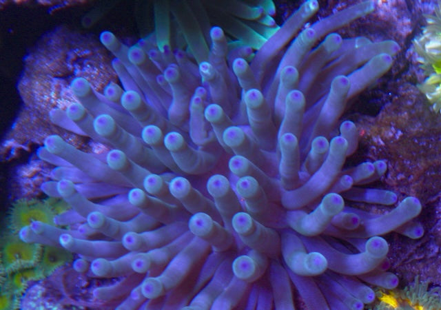 Silver Blue with Violet Tips Condylactis Condy Anemone Softy Coral Reef Aquarium