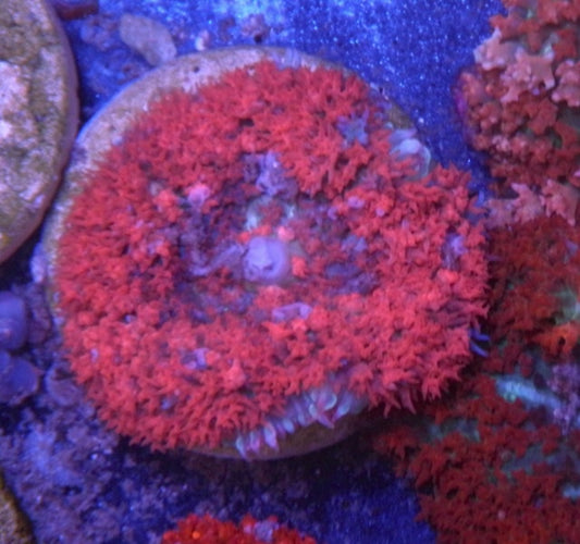 Pink Strawberry Sanctithomae St Thomas Bounce Mushroom Coral Reef Aquarium