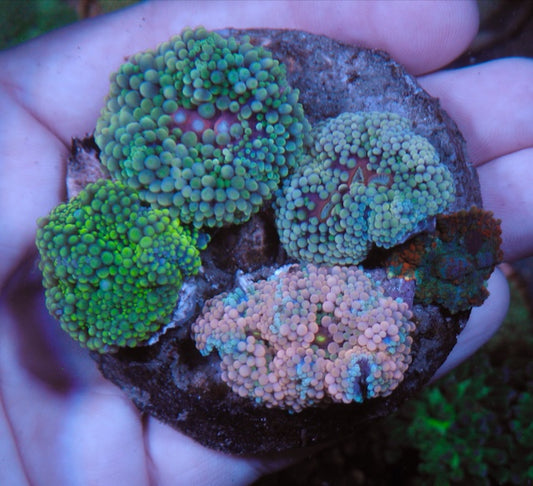 Spring Colors Ricordea Yuma Palette Coral Reef Aquarium Fish Tank