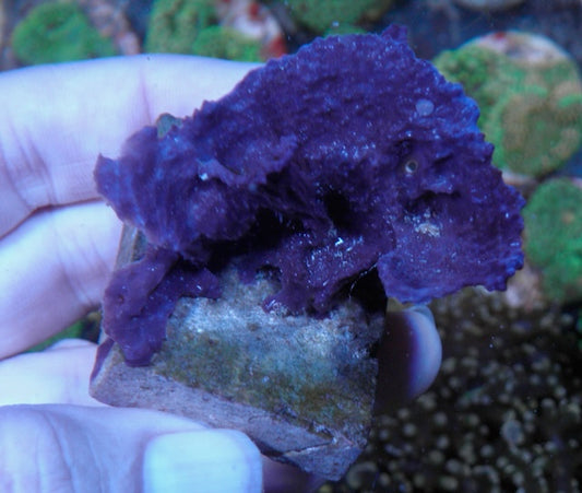 Blue Layercake Sponge Photosynthetic Coral Reef Aquarium Nemo