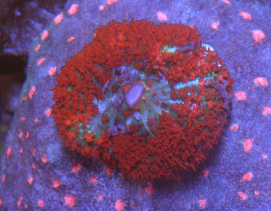 Big Cherry Red Sanctithomae St Thomas Bounce Mushroom Coral Reef Aquarium
